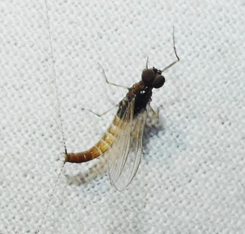 Réf. 340 270 : Baetinae inconnu